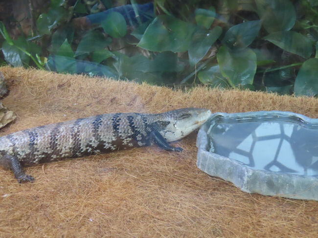 もちろん動物も。<br /><br />これはCommon blue-tongued skink、和名はハスオビアオジタトカゲです。残念ながら、その特徴であるコバルトブルーの舌はだしてくれませんでした。３つの亜種のうち２種は私が住むオーストラリアにいるんですが、まだ見たことはありません。