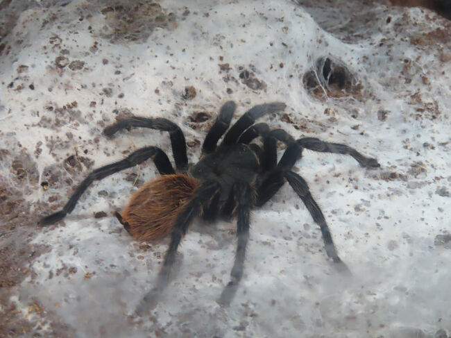 委内瑞拉紅緑橙と３色ならんだ名前を持つのは、Greenbottle Blue Tarantula。名前の由来は鮮やかなブルーの脚、メタリックグリーンの甲羅、燃えるようにオレンジ色の腹部から。美しく（？）、半乾燥地帯でも繁殖し、露出した場所で活発に動くのでクモの飼育を趣味とする人達（がいるんですね・・・）の中では最も人気があるようです。<br /><br /><br /><br /><br />