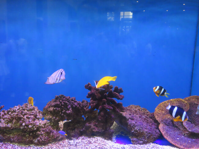 これならスペースがあればうちでも飼ってみたい。