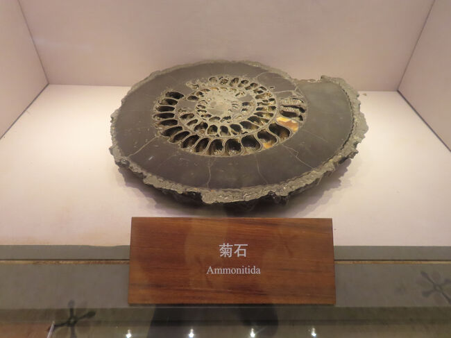 アンモナイトは中国では菊石なんですね。