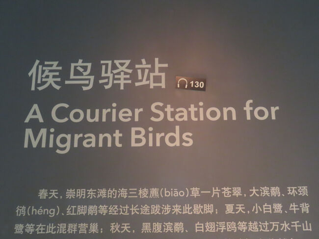 長江の河口にある崇明島の東灘は、渡り鳥の重要な中継地であり、「渡り鳥の楽園」として知られています。この地域は2024年7月に世界自然遺産にも登録され、生態系修復プロジェクトによって渡り鳥の生息環境が整備されています。 
