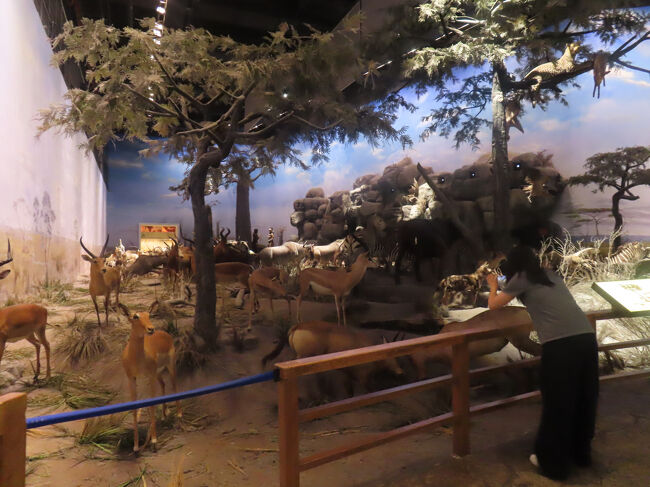 なんだかちょっとせまっ苦しいアフリカです。