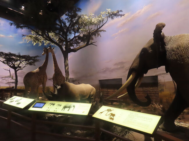 キリンにサイにゾウ。