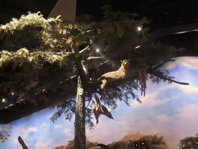 でも、ちゃんとヒョウが木の上にいて獲物を枝にかけているなど、芸は細かい。