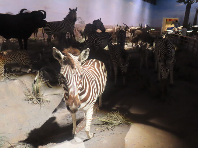 臆病なのに好奇心旺盛なシマウマ。