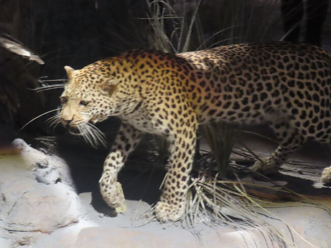 またまたヒョウ。