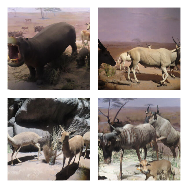 カバやレイヨウ類は、恐竜や古生物に比べると模型が少しちゃちな気がしました。