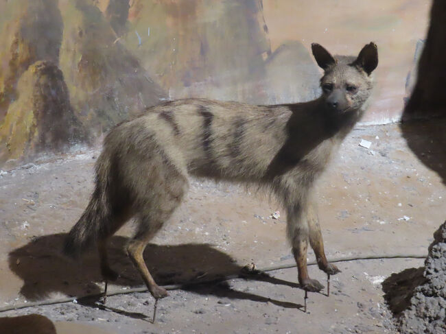 ハイエナ科の中でちょっと変わり種のアードウルフ。他のハイエナとは違って、肉じゃなくてシロアリを食べるそうです。シロアリを食べるのに強い顎も歯も必要ないのでシュッとした細面になり、大人になると歯が10本も減ってしまうのだとか。細い毛がふさふさしていて綺麗です。