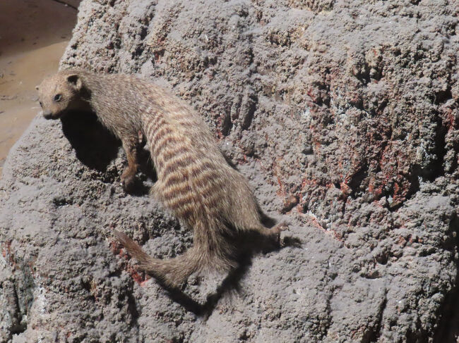 これはシママングースですね。2024年に奄美大島で環境省による特定外来生物“フイリマングース”の根絶宣言がでましたが、あれはこの種ではなくて、ガンジス川河口地域から輸入されたものでした。