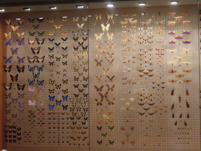 こちらは蝶の標本です。