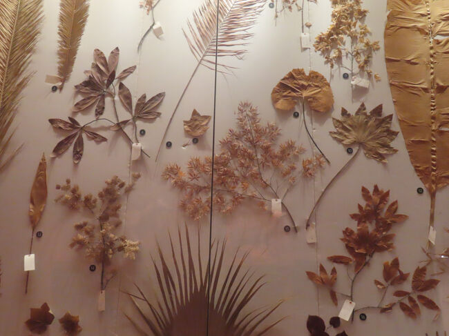 壁面に整然と配置された葉や花の乾燥標本は、来館者が形態の違いや進化的関係を視覚的に理解できるようになっています。
