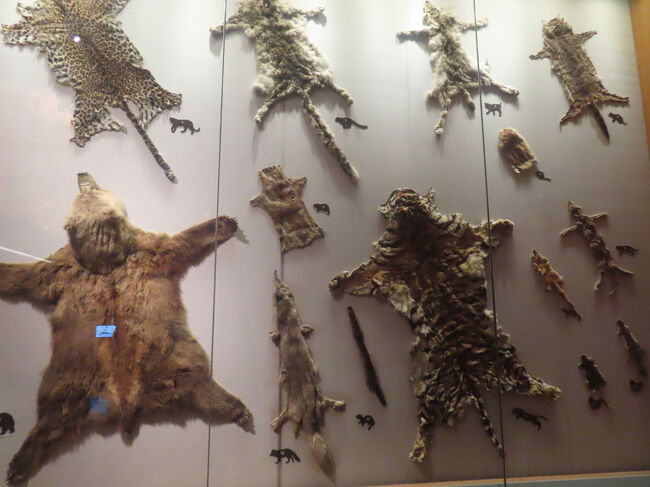 動物の毛皮の質感・模様・サイズの違いを比較する展示です。