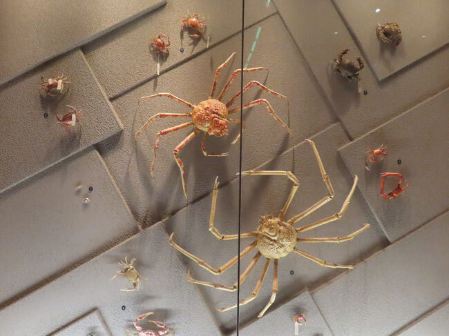 こちらは蟹の多様瀬を示す展示です。