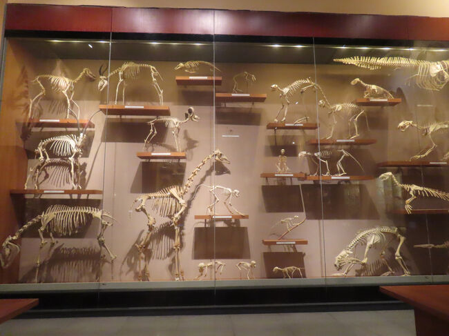 こちらは哺乳類の骨格の展示。