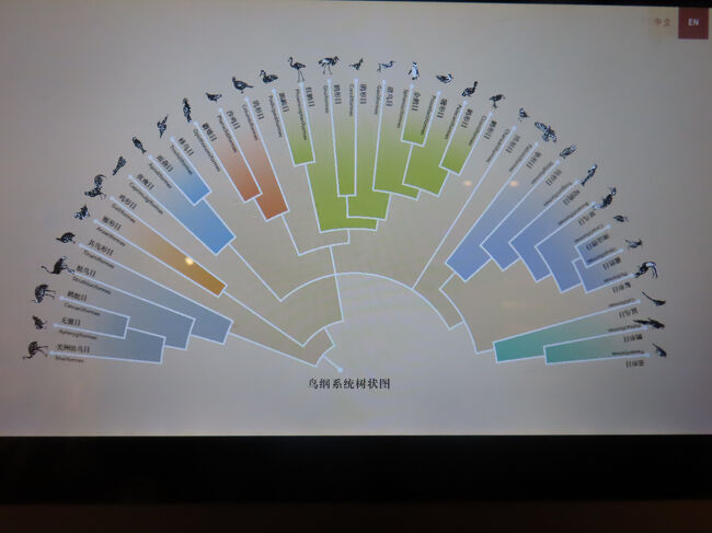 こちらは鳥類の系統樹図です。自由に飛び回って移動できる鳥類は、系統だった研究が始まったのが比較的遅く、困難なため、所属科の変更などが頻繁で系統を把握するのは難しいと聞いたことがあります。