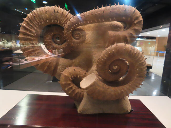 Spiny Heteromorph Ammonite Group 、日本語だと「棘状異形(異常）アンモナイト」というアンモナイトです。螺旋が解けたような形状だけでも普通のアンモナイトとは違いますがさらに棘つき。