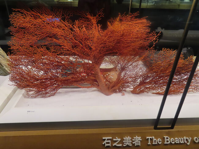「石の美者」と言えばそれはもちろん赤珊瑚ですね。実際には「石」ではなくて刺胞動物に属する歴とした動物です。クラゲやイソギンチャクも同じ仲間。たまたまこういう美を持つと「宝石」の一種として扱われます。