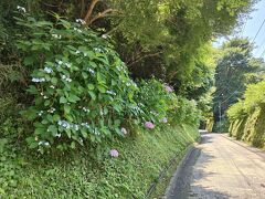腹ごなしに鎌倉駅まで歩くことにしました。
亀ケ谷坂切通経由です。