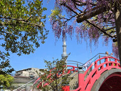 先ずは、4月中旬、亀戸天神社にやって来ました。
太鼓橋とスカイツリー、藤棚が見られる
お気に入りの場所。