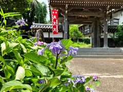 山門と紫陽花。
久栄山妙隆寺は日蓮宗のお寺。
ここも含め、先ほどの甚大寺もそうだが、佐倉市内七福神巡りが出来る。
室町時代から続く古いお寺だが、現在の本道は昭和末期に建て替えたもの。



