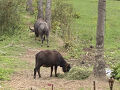リトルオアシス　ホテル＆スパ

牛も放し飼い
のどかな風景(^o^)
