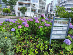 昼食後、御池通を北上します
御池と京都市役所前の中間ぐらいに御池中学があり青い紫陽花が奇麗と聞いてきましたが、少し遅かったようです　そのまま鴨川方面にすすみます
ホテルオークラの前あたりの紫陽花です　ここも連日の日照りで水不足のようです
でも、遠目にはきれいに見えました

