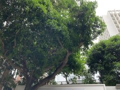 香港大学。
大学構内に美術博物館があります。