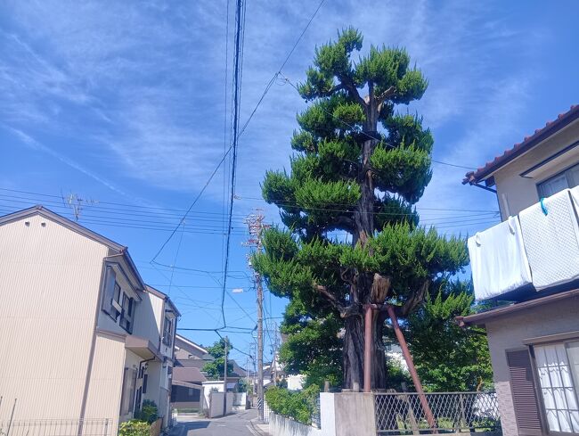 庭木にしては立派なカイヅカイブキ。<br />燃え上がる炎のような樹形が特徴です。この木かっこいい。好きです。