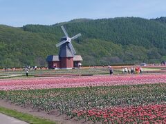 かみゆうべつチューリップまつりへ　とっても綺麗