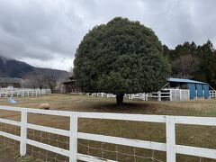 羊山公園