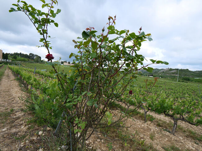 低農薬栽培のための工夫のバラの木