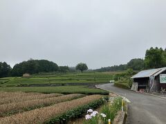 大淵笹場
晴れていれば茶畑の向こうに富士山が見えるそうです