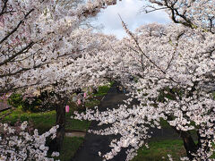 wikipediaによると「1920年（大正9年）の植栽事業で植えられたもので、現在、敷地約2万9,300平方メートルに、約1万本の桜と10万株のツツジがある」とのこと。写真は珊瑚橋という橋の上から