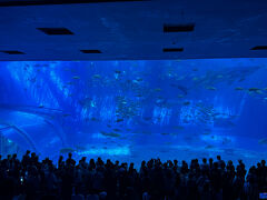 その後　美ら海水族館へ　黒潮の海です。
アクリルの厚さ　60cm
サンプルが置いてありました。