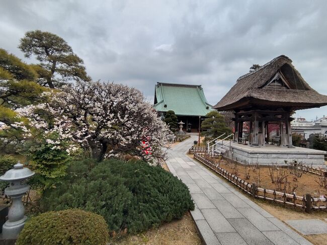 牡丹の手入れも万全なようです。