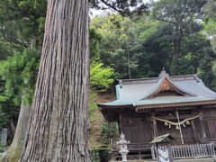 夫婦杉