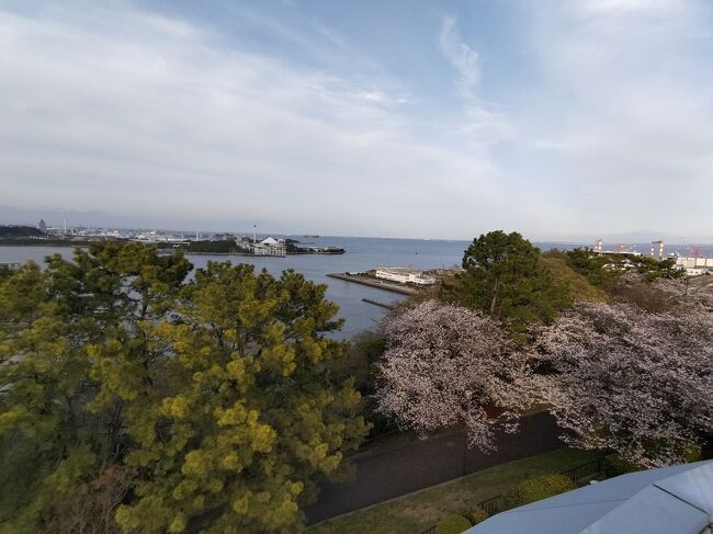 野島山頂の桜も見頃に。4月まで見られるのは久し振りでした。