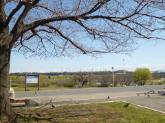 桜にはまだ少し早かったですが、満開の季節にはきっとかなり混雑するのだと思います。