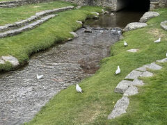ここにも白い鳥多いです