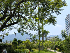 あまりに暑くて、日陰を求めてジャガランタの遊歩道へ。

花は、すっかり終わっていて
カラスが巣を作って見張りしてた。