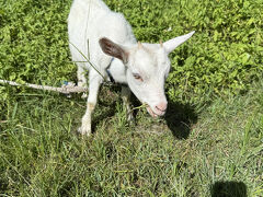 ｶﾜ(・∀・)ｲｲ!!子ヤギ
洗濯物を干してから、次は黒島研究所へ。