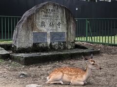 興福寺に到着。

710年(和銅3年)の平城京遷都に伴い、中臣(藤原)鎌足の息子である藤原不比等が藤原京の厩坂寺(うまやさかでら)を現在の地に開いたのが始まりで、藤原氏の氏寺です。

中金堂、東金堂、国宝館が見れる3ヶ所拝観券1600円を購入。