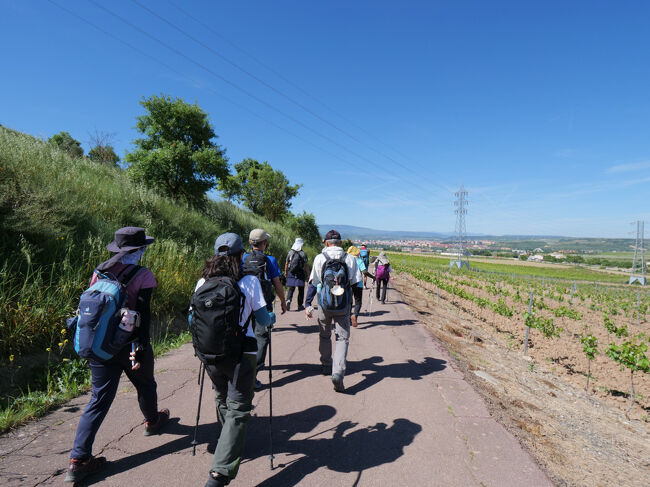葡萄畑を眺めながらひたすら歩きます