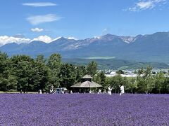 　今年は、花が1週間早かったそうで。今まで、こんな濃いラベンダー畑を見た事はありません。売店で聞いたら、切花はないと。どこの売店にも。時期が遅かったのね。自分でドライフラワーにできません。ポプリを買っていくしかないかな？