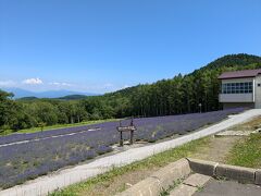 『ハイランドふらの』

ここはホテルの駐車場の前にある
庭みたいな所

穴場だと言うので、通り道だし
寄ってみた

ちょっとまだ早かったけど
駐車場から眺められるし
意外といいかも！