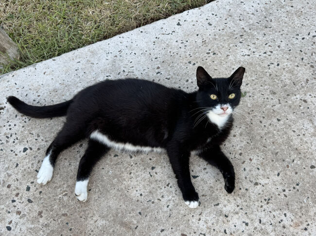 ネコちゃんが何匹か住着いてます。