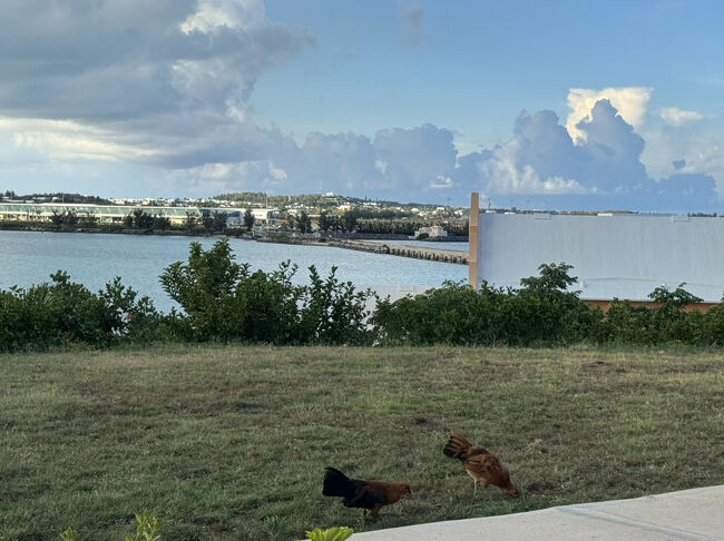 対岸の白い建物、何だかクルーズ船に見える感じの建物が空港で目隠しフェンスをしてるけど空港から繋がってる橋を渡ってすぐがホテルと言う訳です。<br />ハミルトンやジョージタウンという町にホテルもありますが空港に近く確かにここのホテルで良かったと後々実感です。