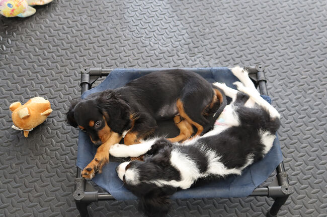 ペットショップがあったので入りました。<br />幾らかなと思うものの冷やかしなので聞くのも悪いと聞けませんが、そういう所で凄く自分の年齢を感じます。若い頃はそんな事も考えず聞いてたのにネ。<br />可愛いキャバリア<br />兄弟かな。2匹一緒に飼ってあげて欲しいなぁ。