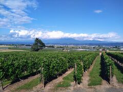 カンパーナ六花亭！

山々とぶどう畑。富良野の恵みを一望できます。