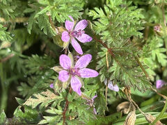 高山植物が見られます。